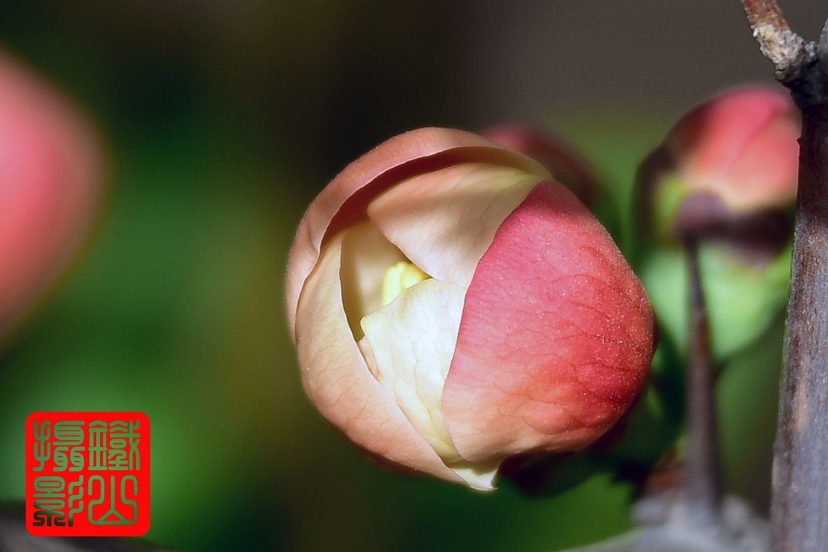 700-200F/2.8G老山小区花卉铁杆海棠