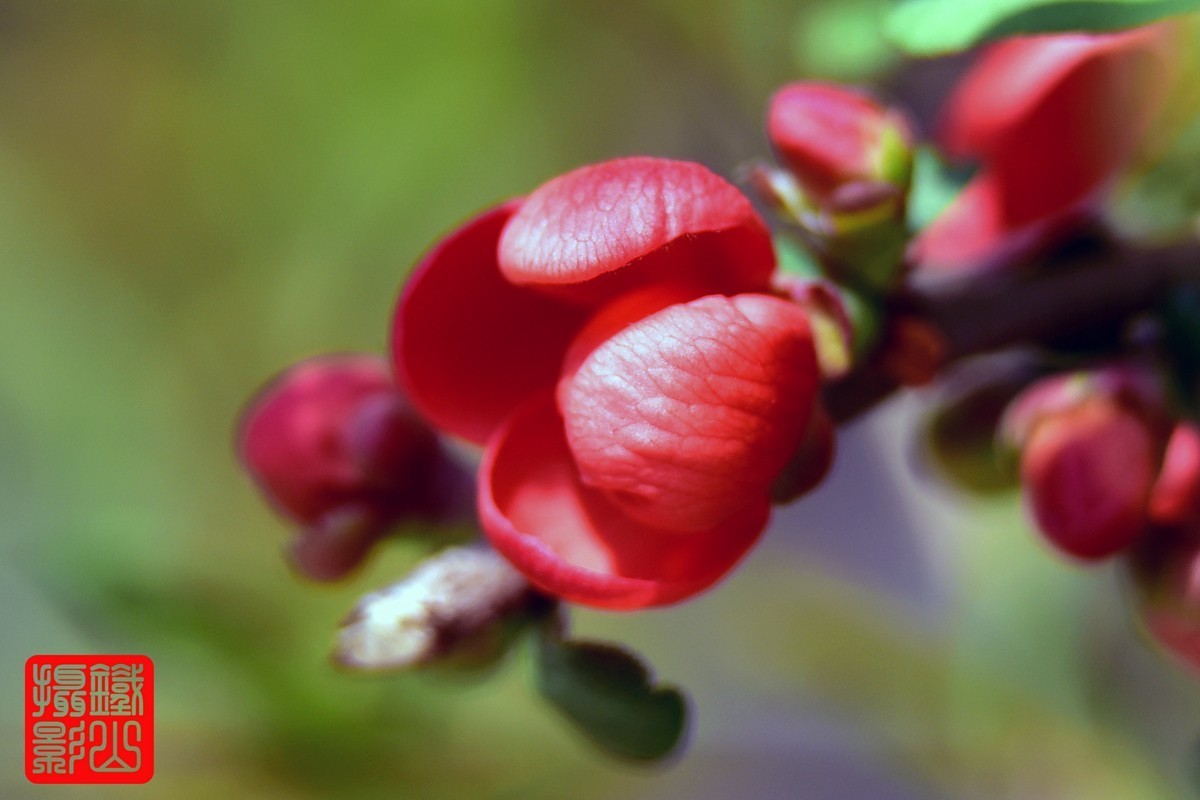 700-200F/2.8G老山小区花卉铁杆海棠