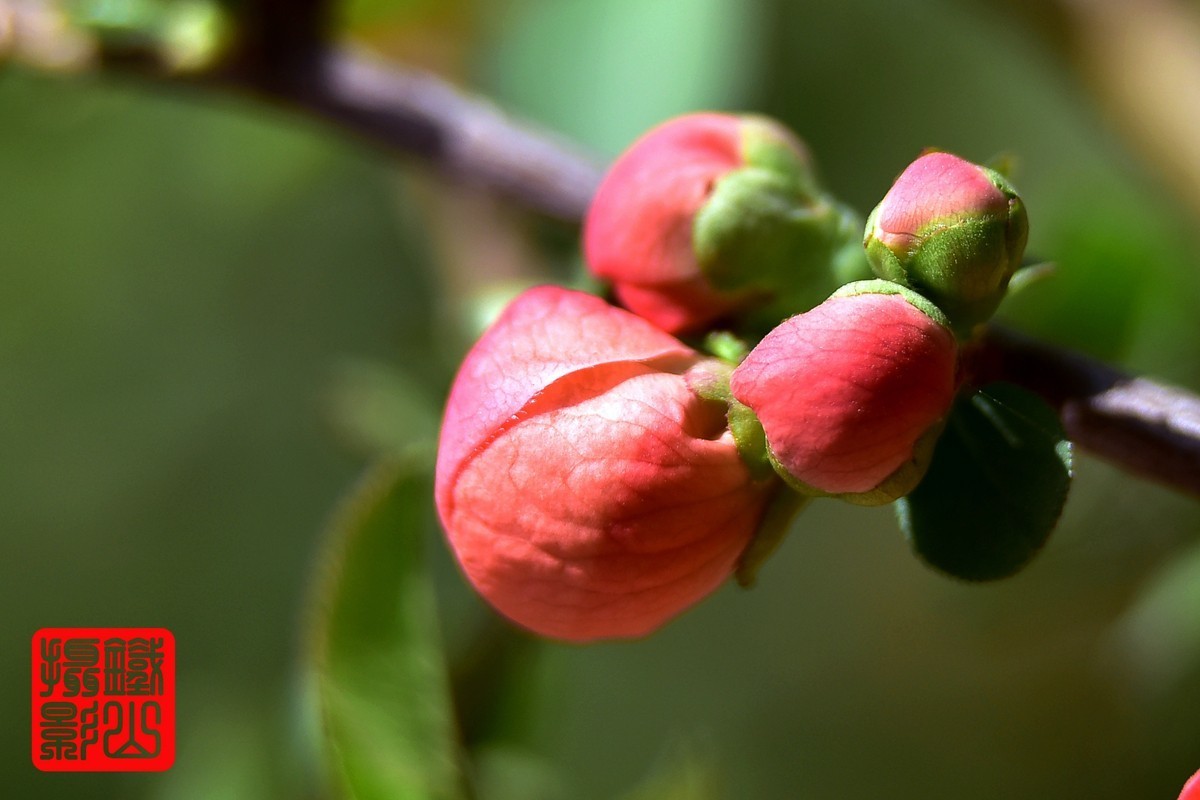 700-200F/2.8G老山小区花卉铁杆海棠