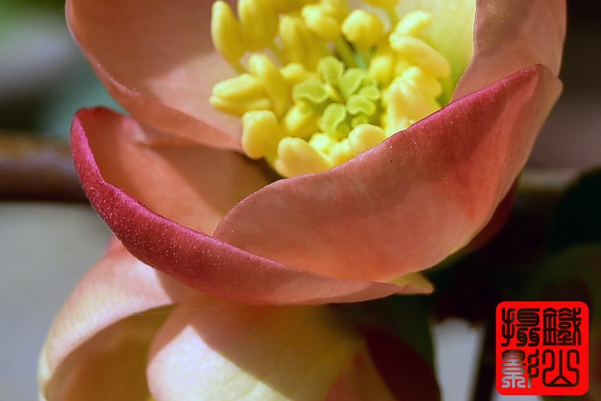 700-200F/2.8G老山小区花卉铁杆海棠