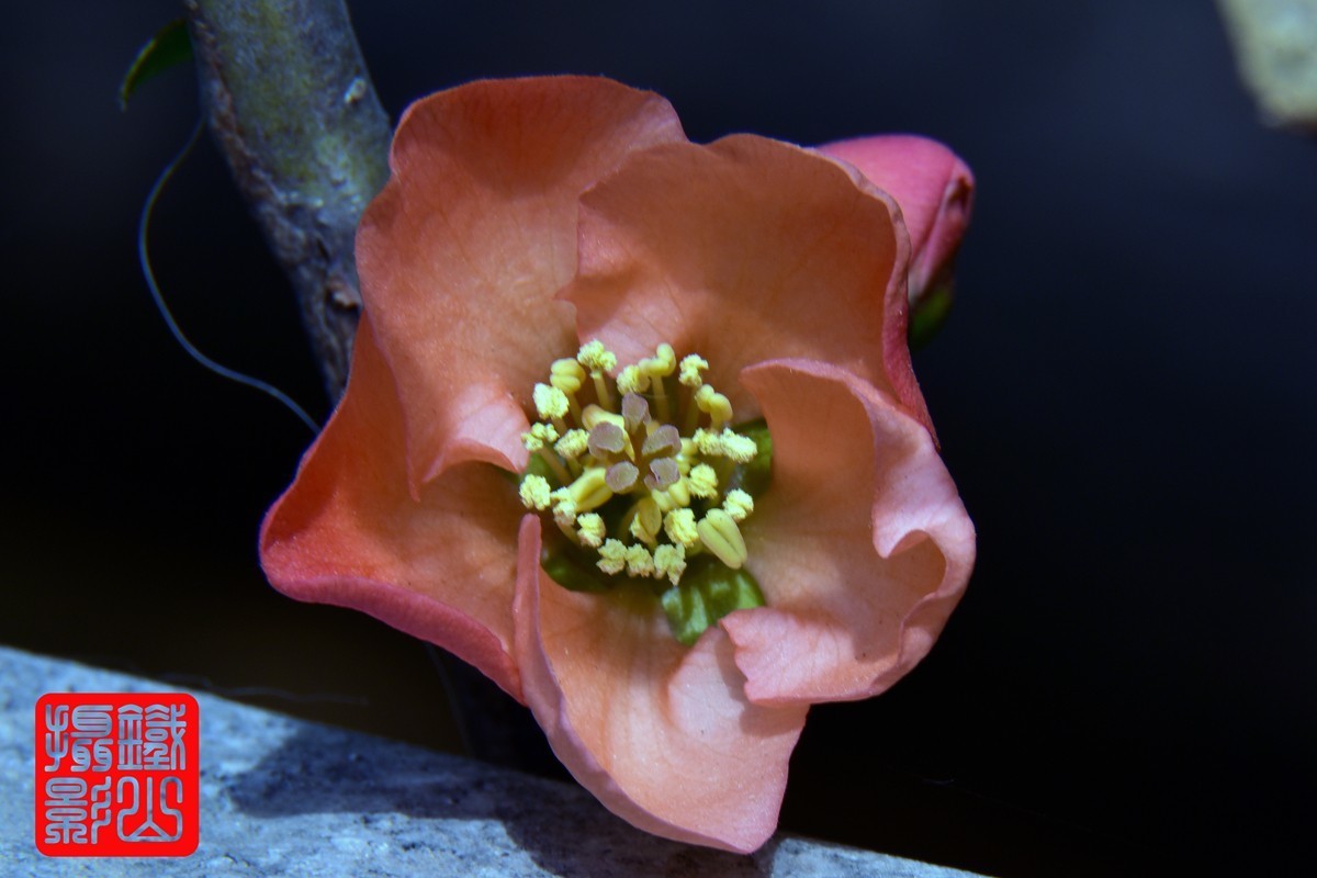 700-200F/2.8G老山小区花卉铁杆海棠