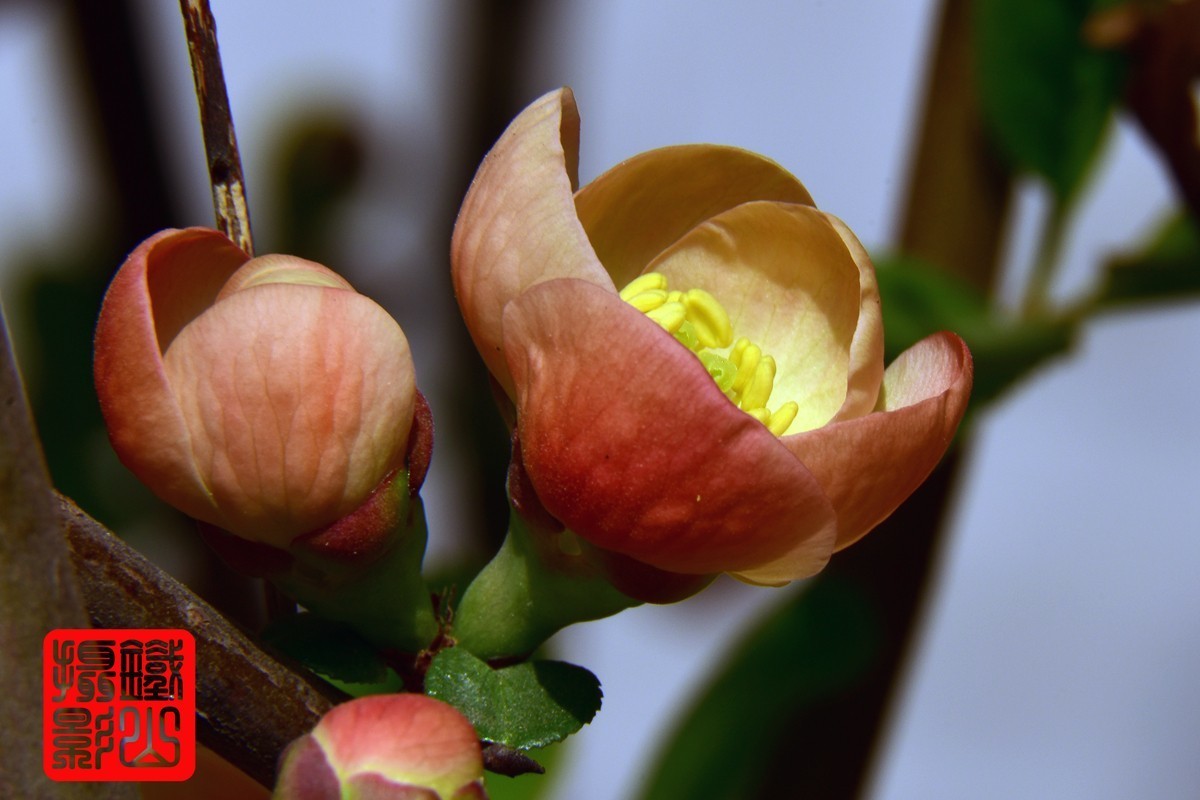 700-200F/2.8G老山小区花卉铁杆海棠
