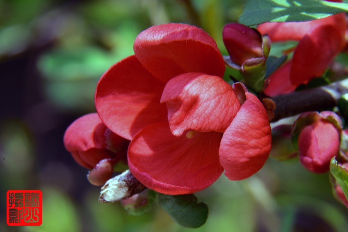 700-200F/2.8G老山小区花卉铁杆海棠