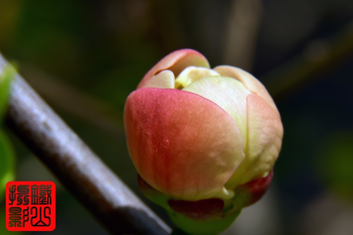 700-200F/2.8G老山小区花卉铁杆海棠