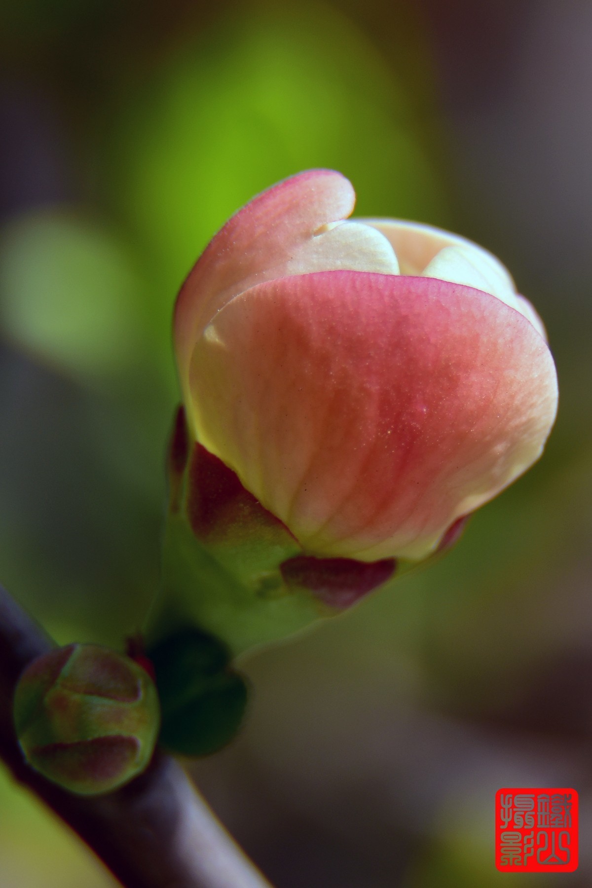 700-200F/2.8G老山小区花卉铁杆海棠