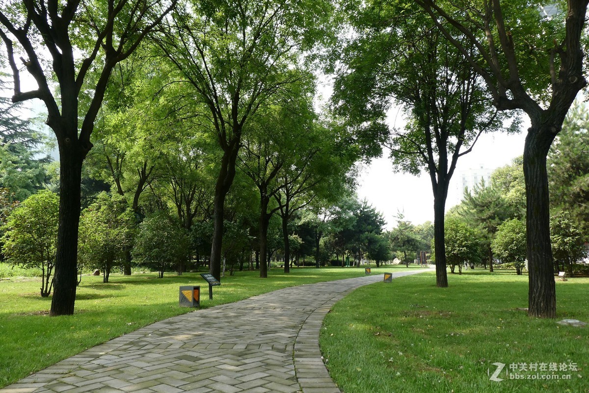 唐延路的鸟