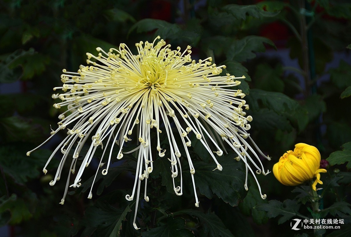#版主坐堂#小五星空(中国)2018年十一月精品荟萃