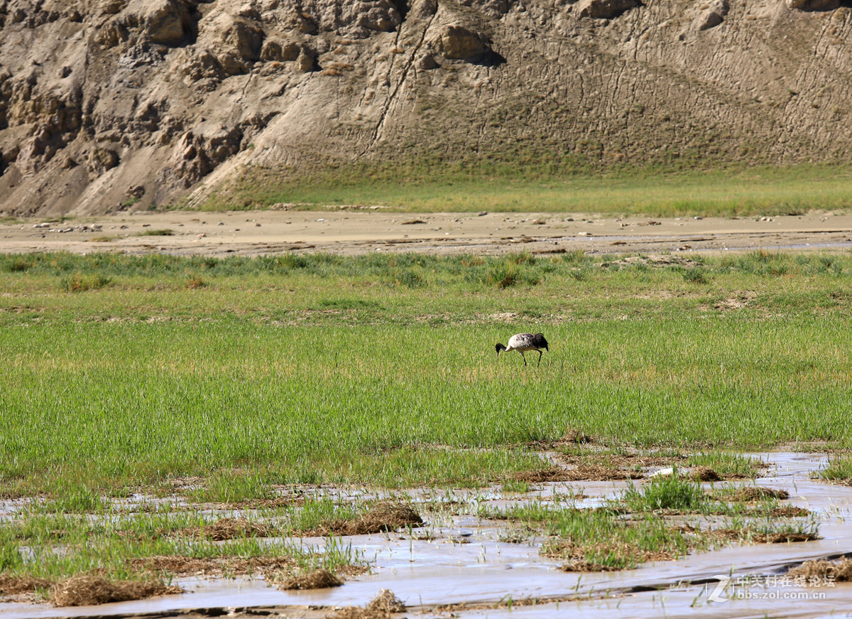 古格--狮泉河沿途野生动物（黑颈鹤、藏野驴、藏岩羊）
