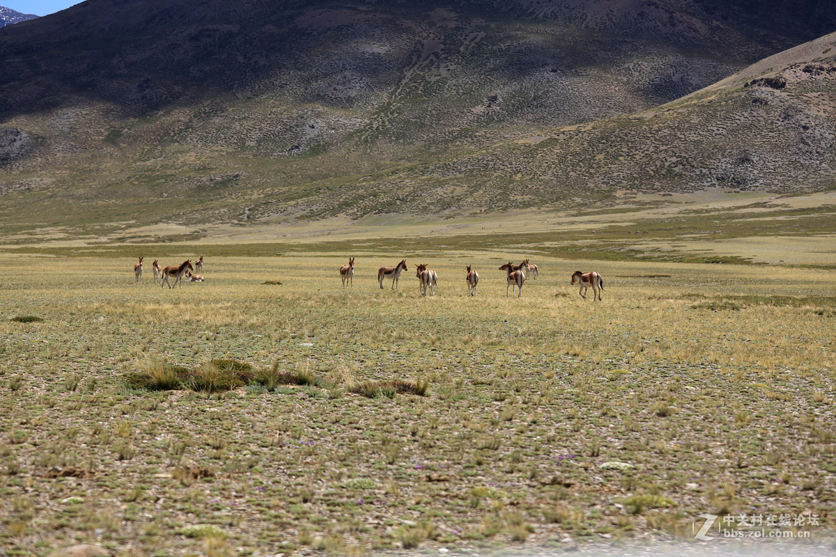 古格--狮泉河沿途野生动物（黑颈鹤、藏野驴、藏岩羊）