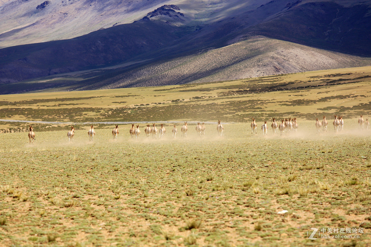 古格--狮泉河沿途野生动物（黑颈鹤、藏野驴、藏岩羊）