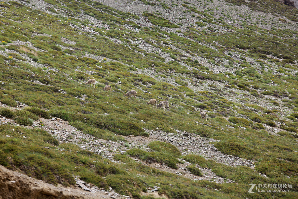 古格--狮泉河沿途野生动物（黑颈鹤、藏野驴、藏岩羊）