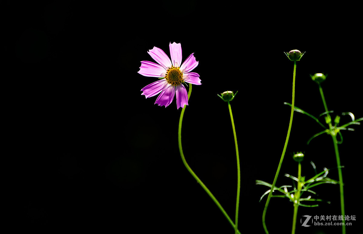 #版主坐堂#尼康7100摄影星空(中国)10月份部分精华作品推荐