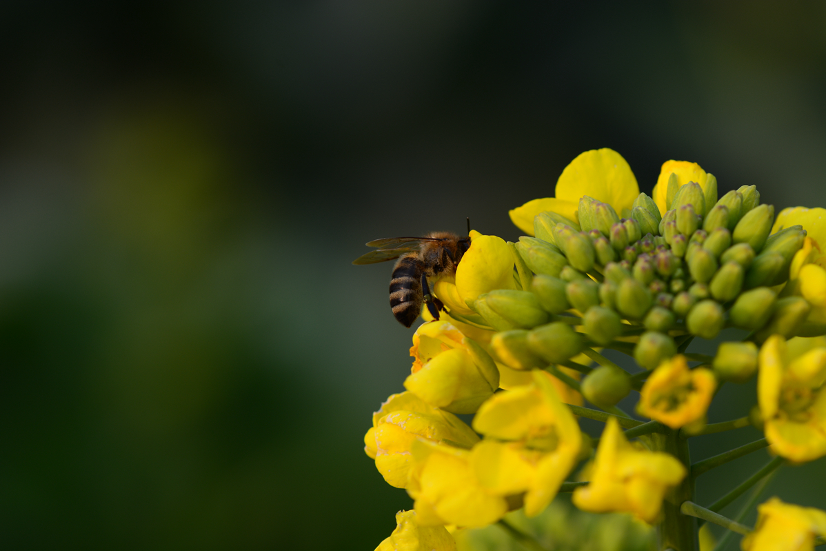 【无私奉献的油菜花】