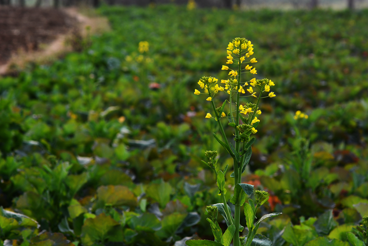 【无私奉献的油菜花】