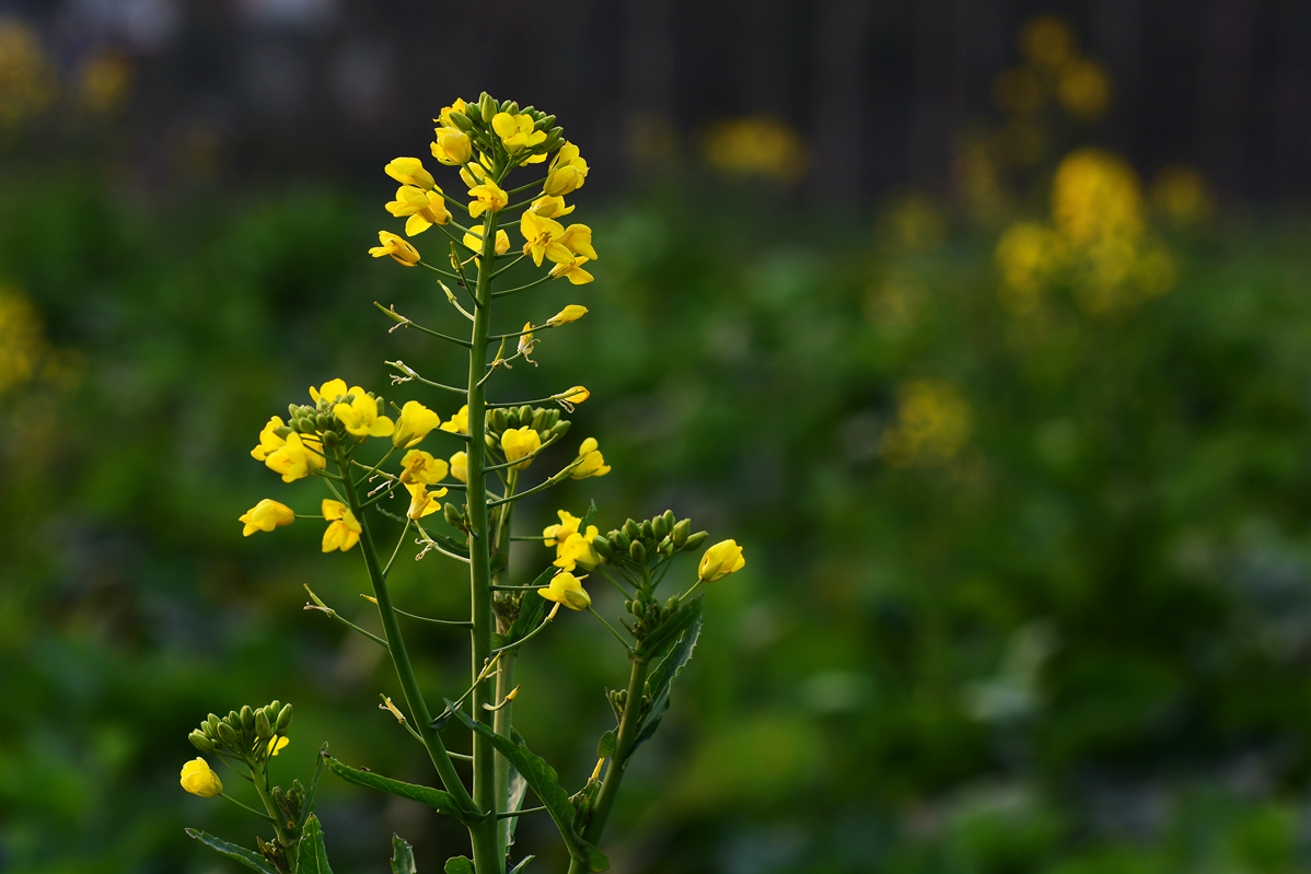 【无私奉献的油菜花】