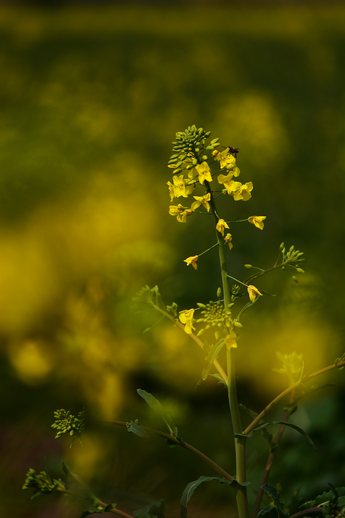 【无私奉献的油菜花】