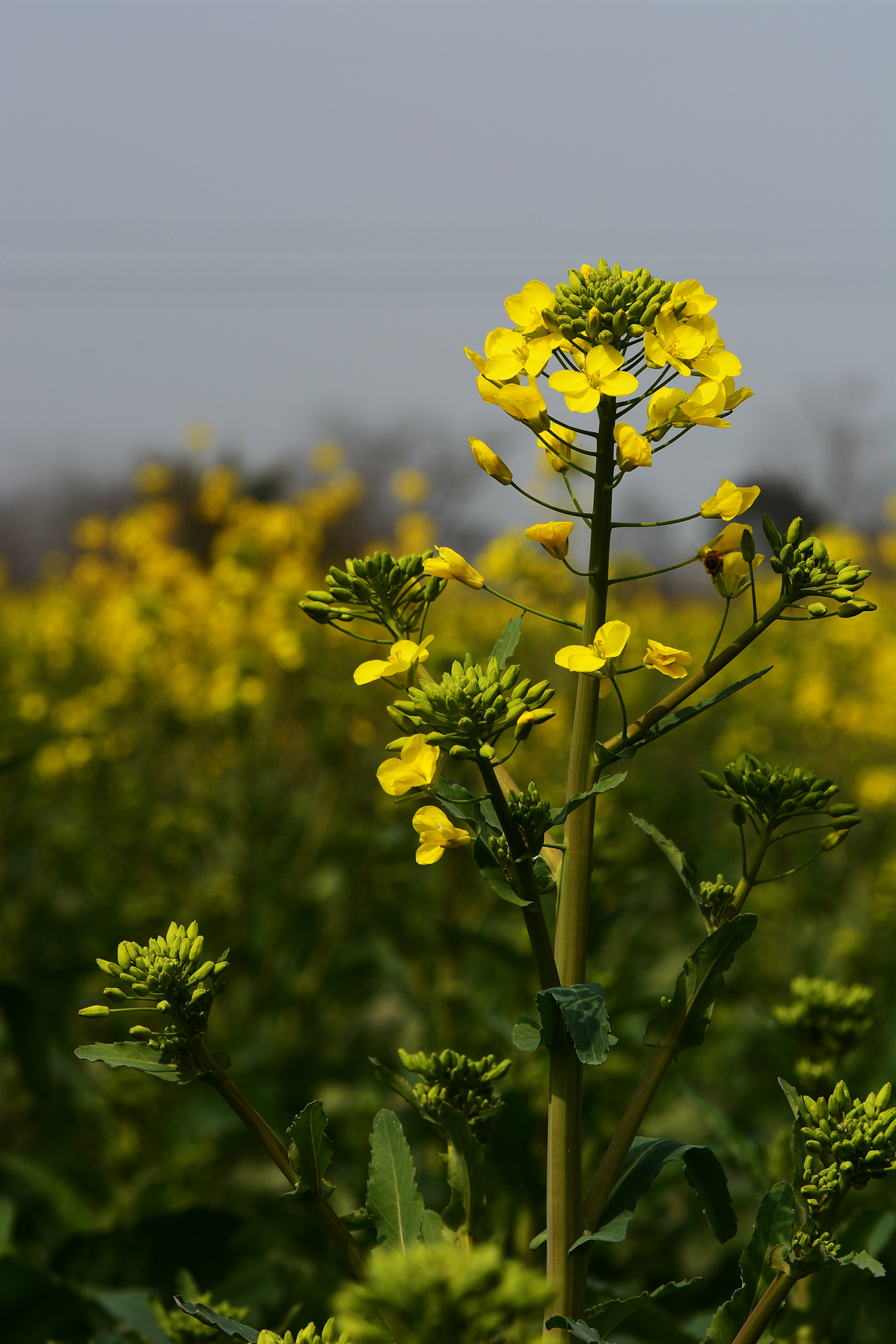 【无私奉献的油菜花】