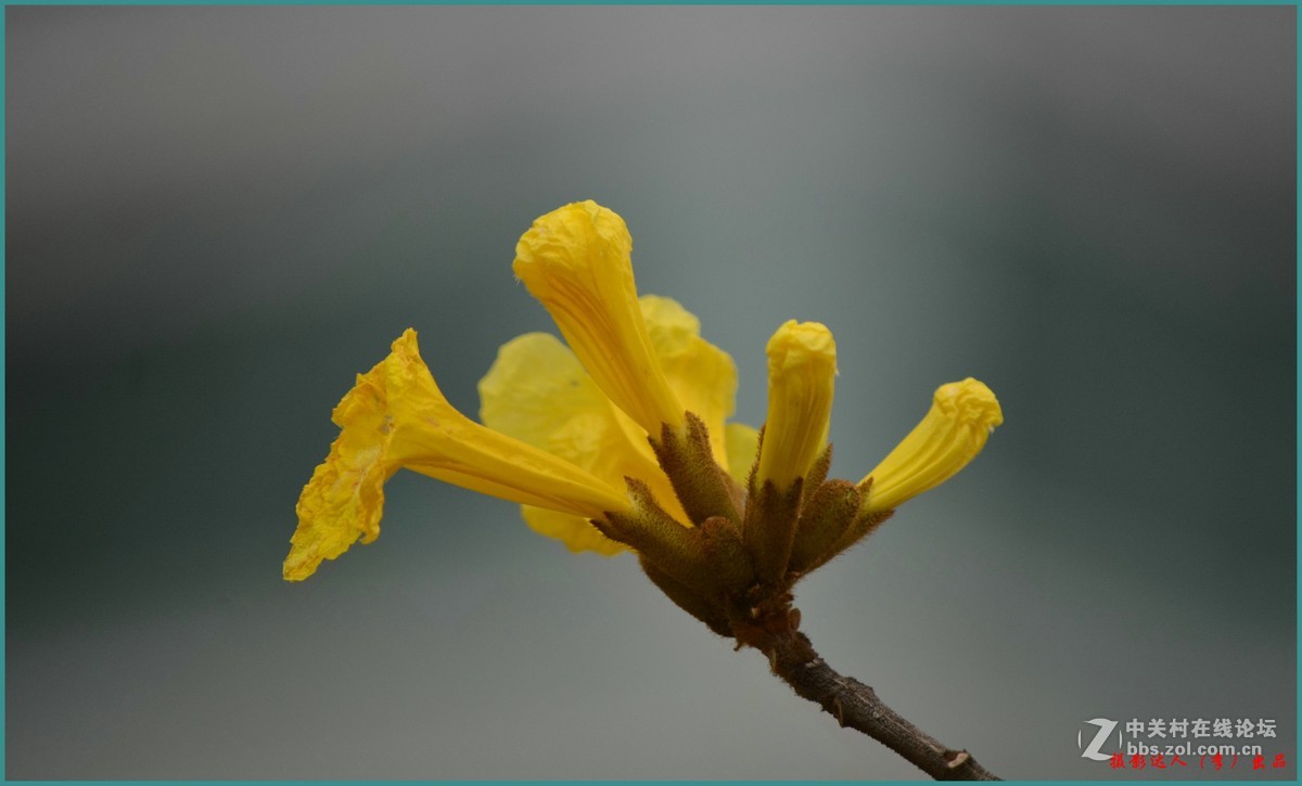 巴西國花黃風鈴花