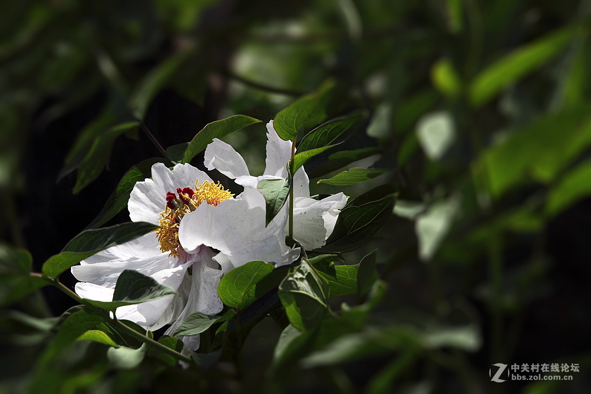 牡             丹……