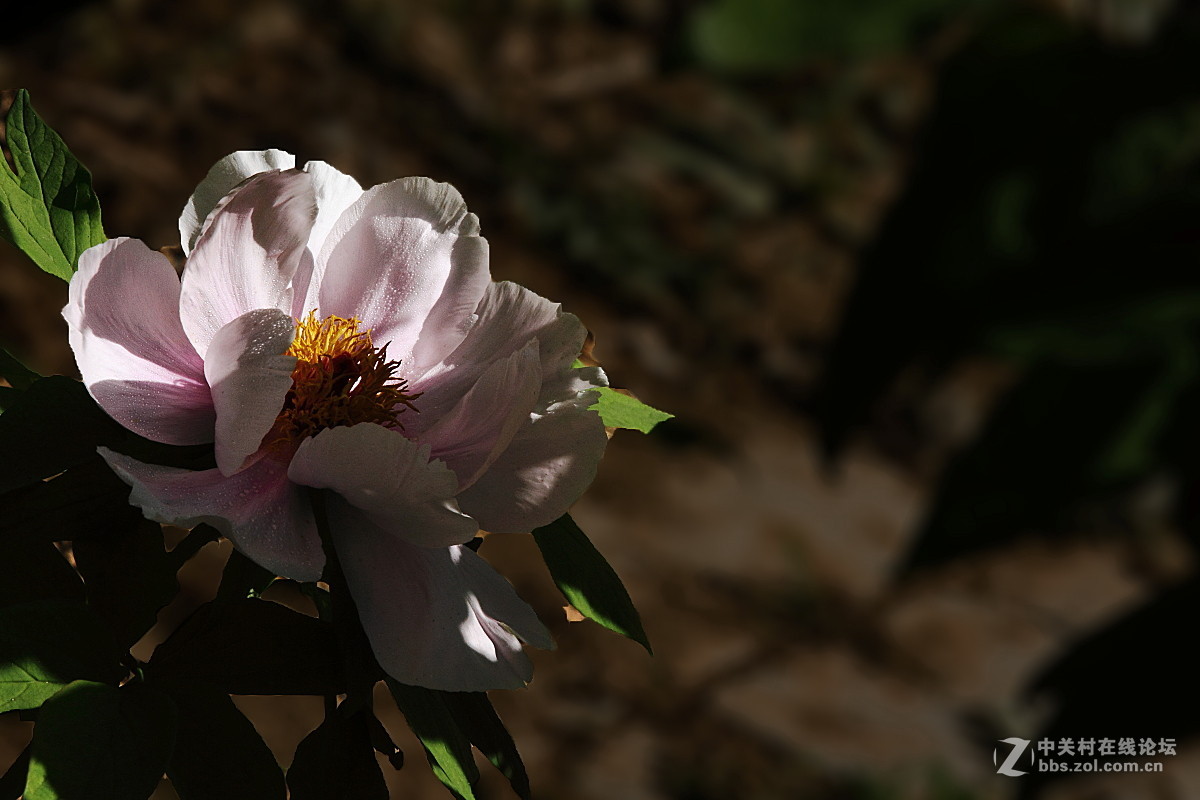 牡             丹……