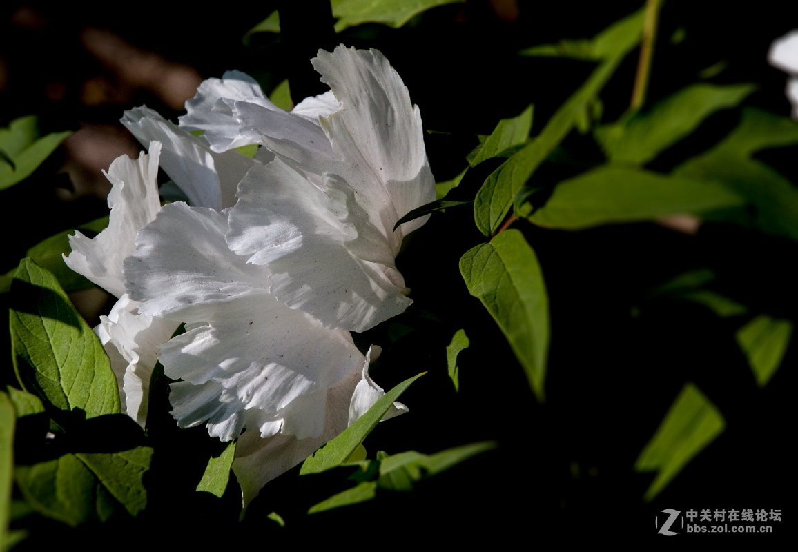 牡             丹……