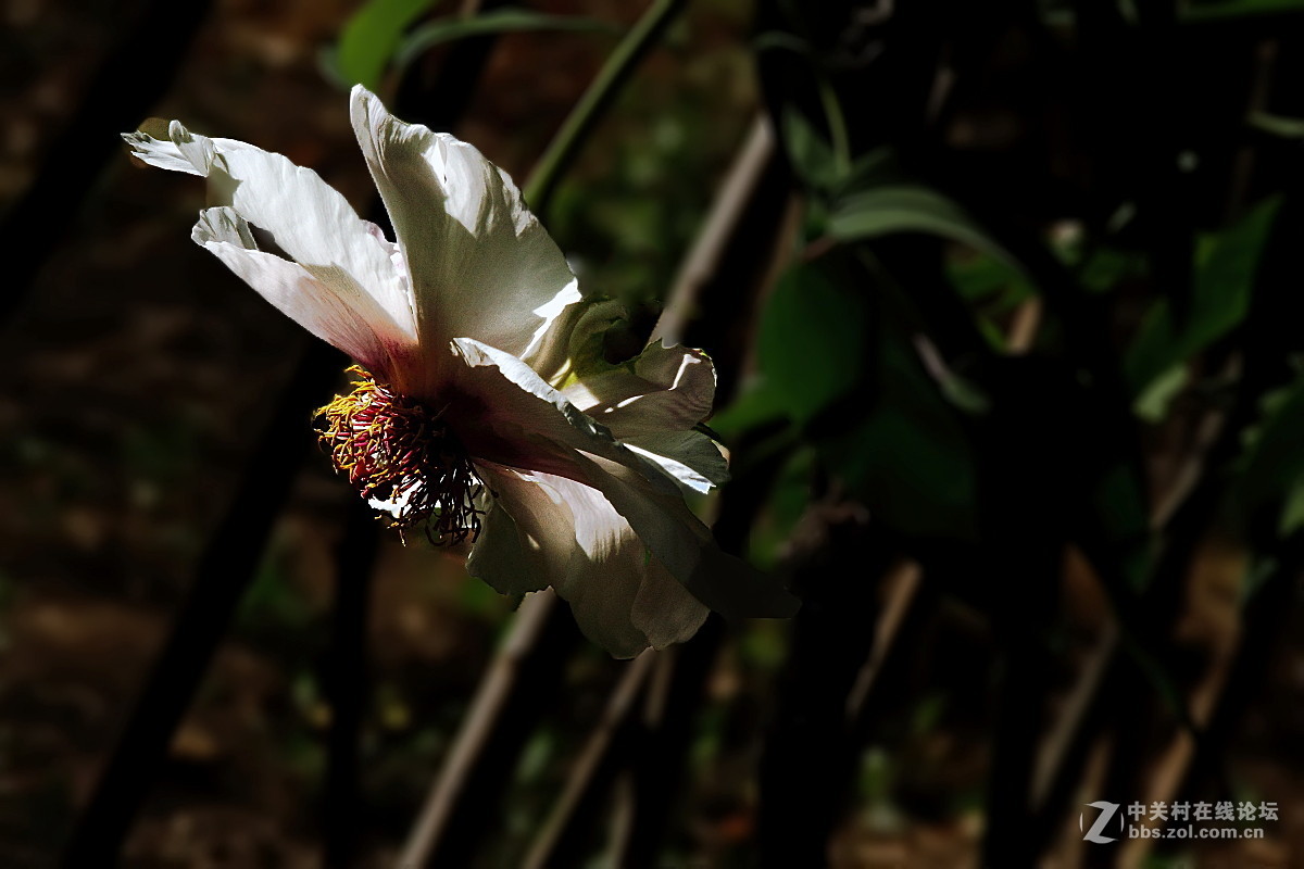 牡             丹……