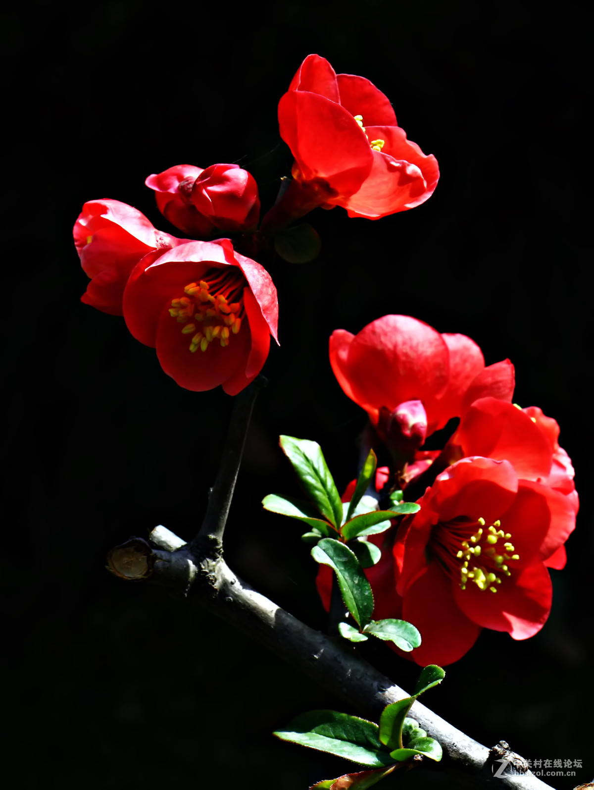 争艳的季节