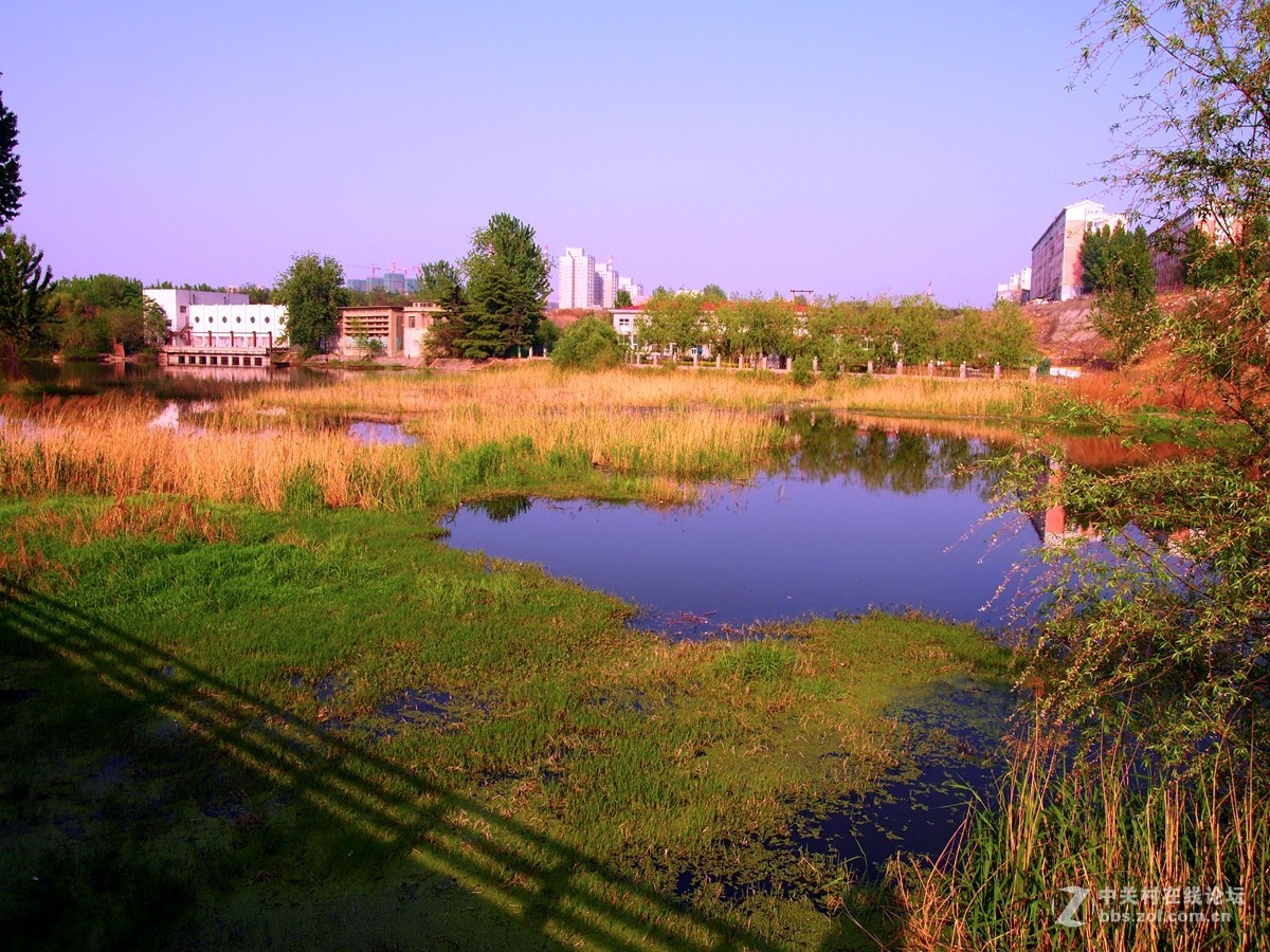 初夏鄭州市西流湖溼地公園風光