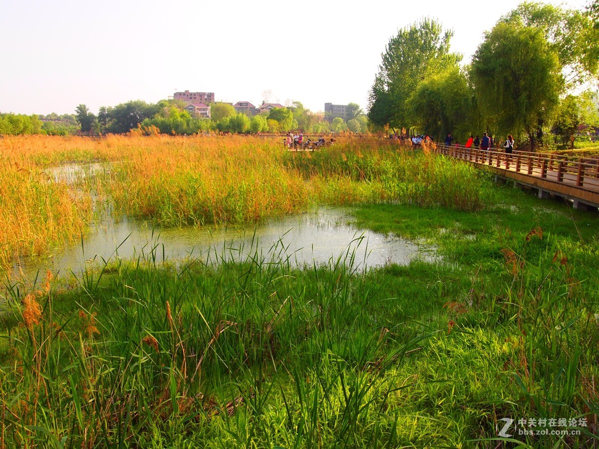 初夏鄭州市西流湖溼地公園風光