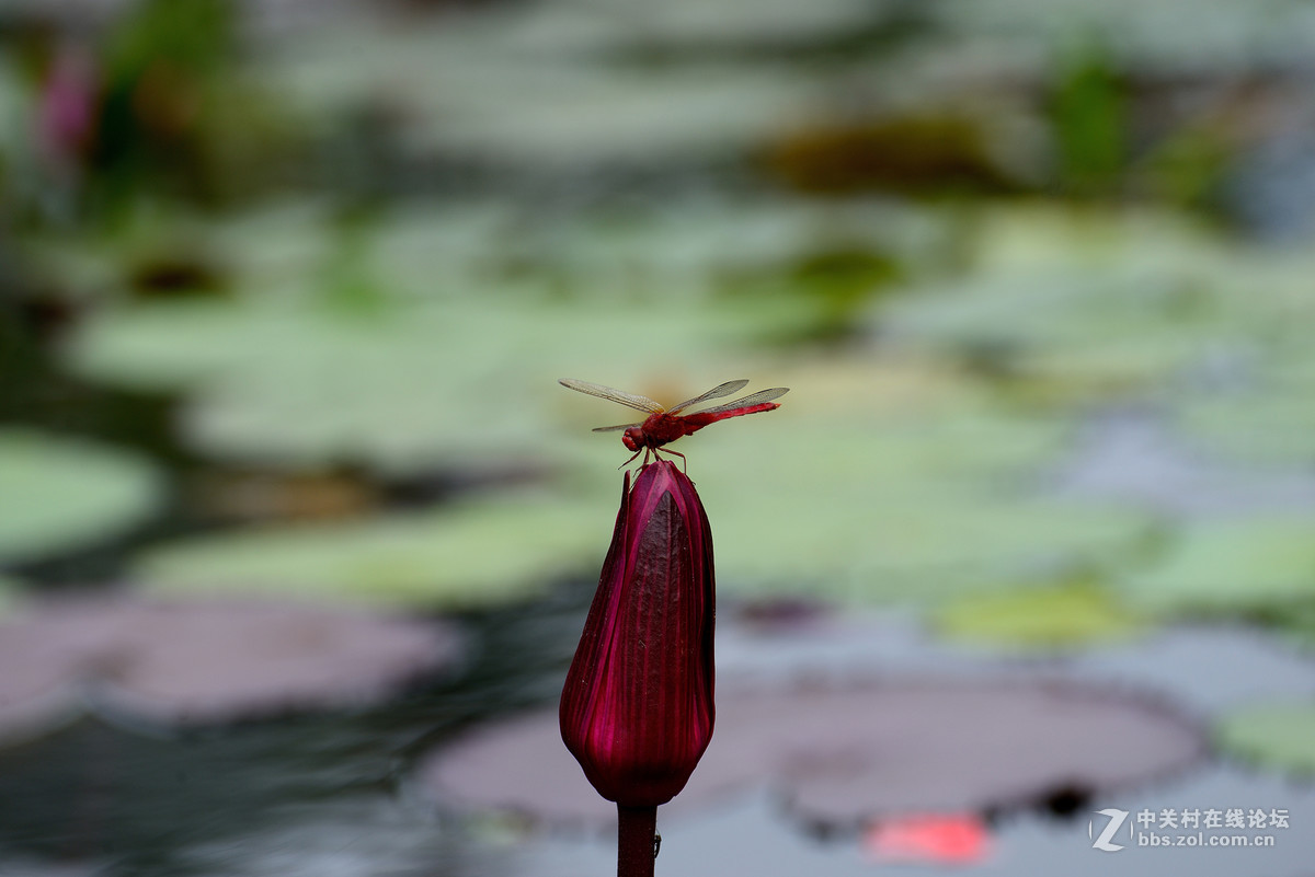 重新采用photoshopcs6压缩后的图片