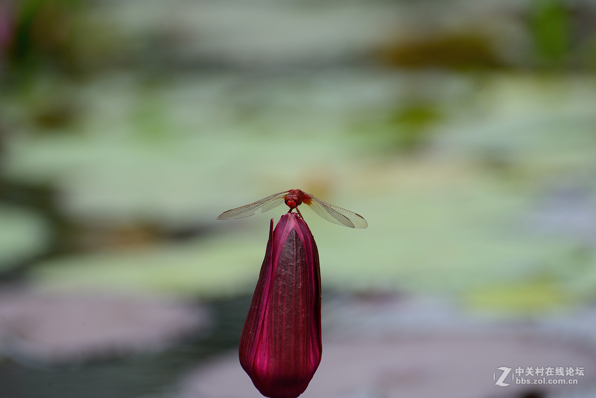 重新采用photoshopcs6压缩后的图片