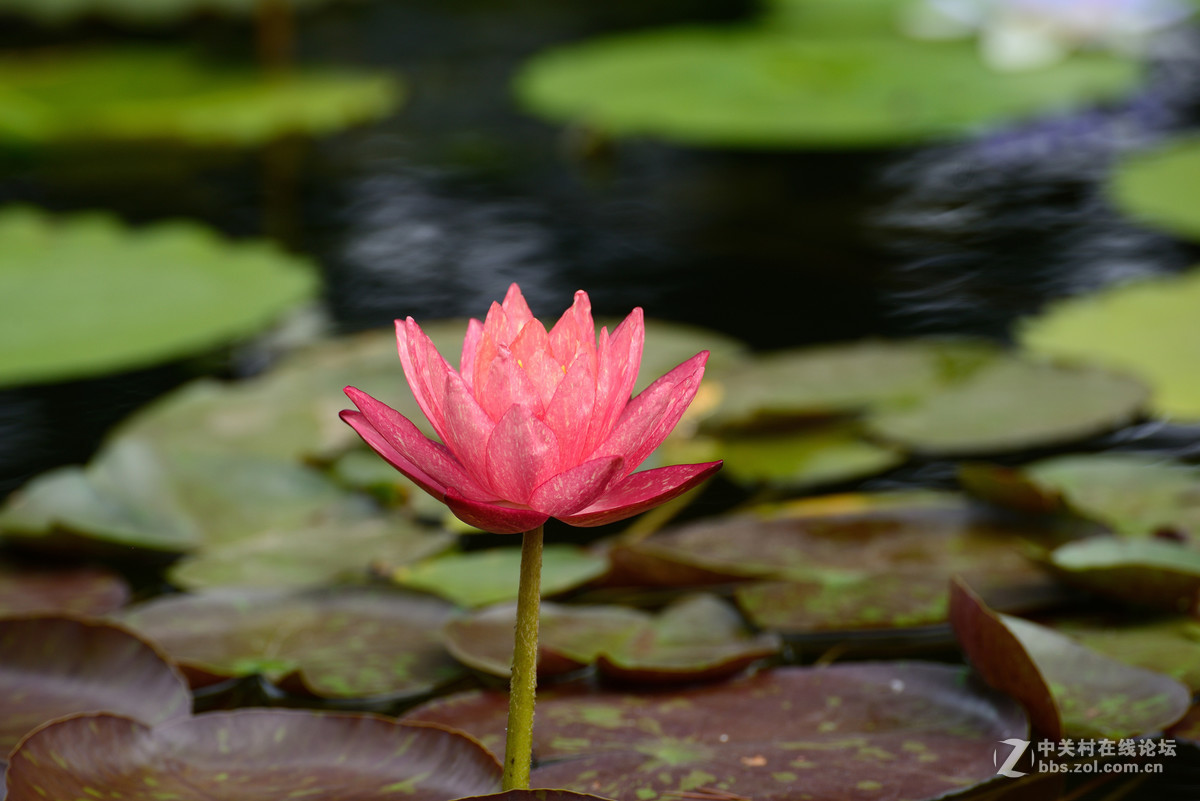 重新采用photoshopcs6压缩后的图片