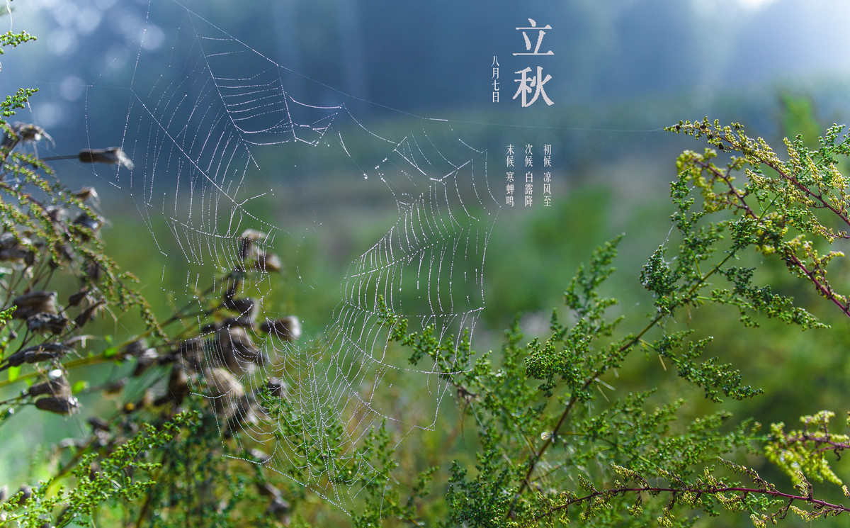 立秋-中关村在线摄影论坛