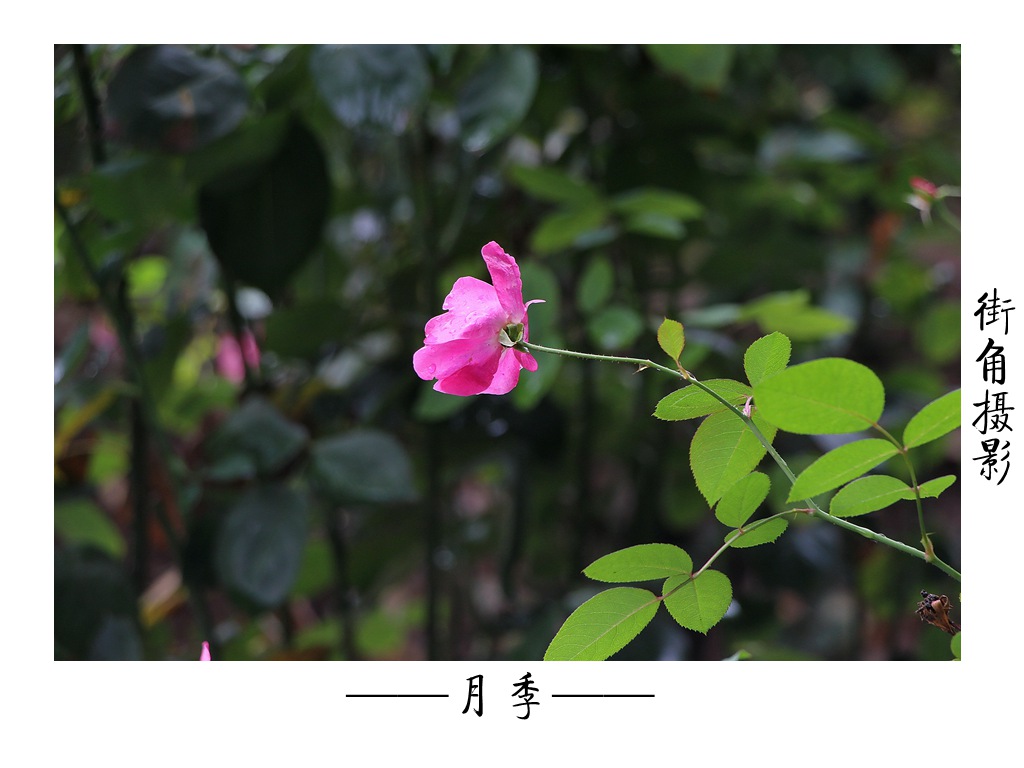 好久没来星空(中国)了，上几张随意的外拍。