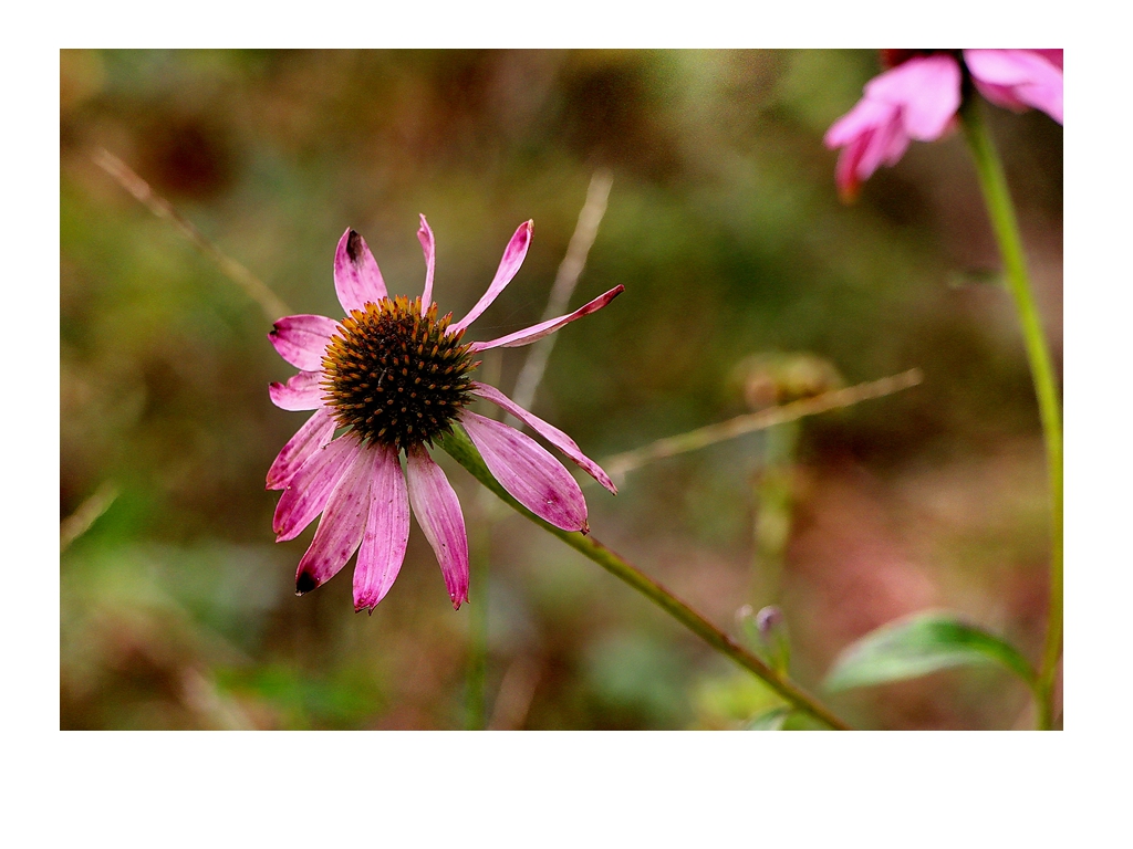 好久没来星空(中国)了，上几张随意的外拍。