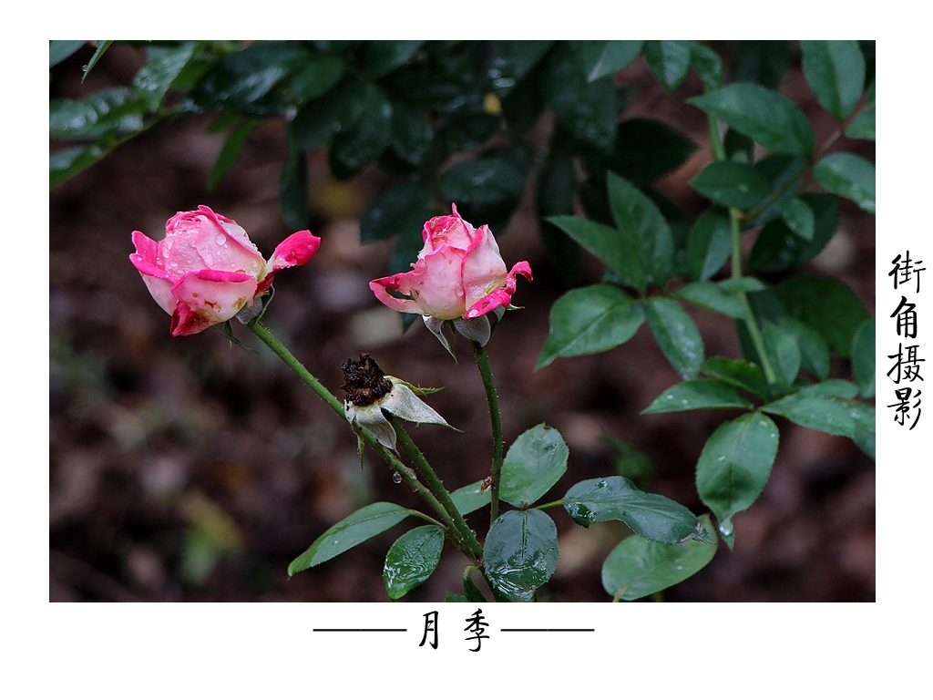 好久没来星空(中国)了，上几张随意的外拍。