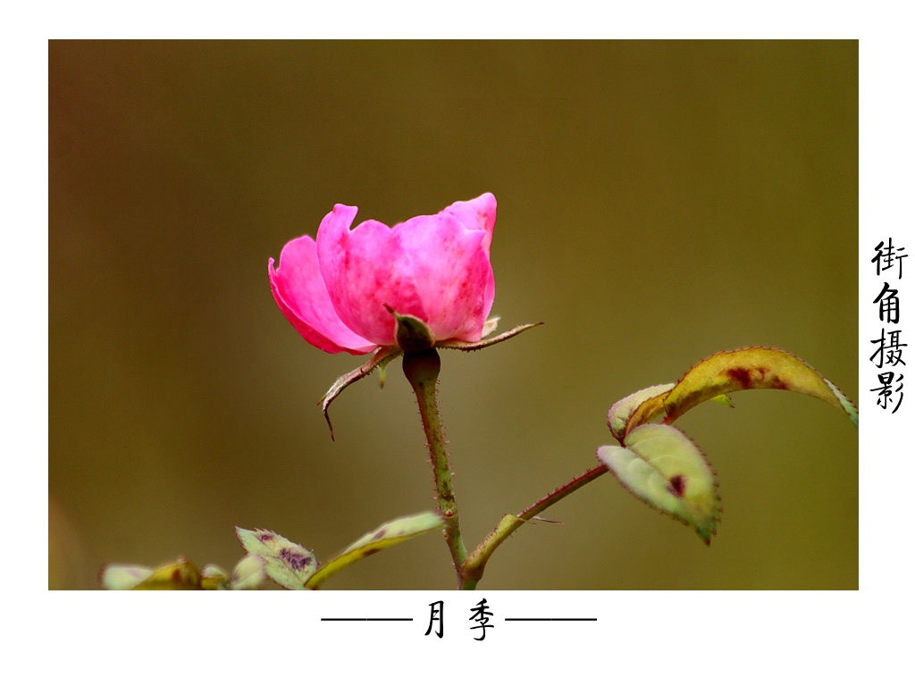 好久没来星空(中国)了，上几张随意的外拍。