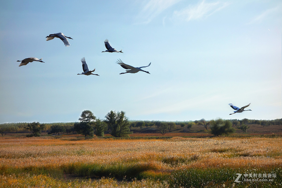 东北的美景看过来