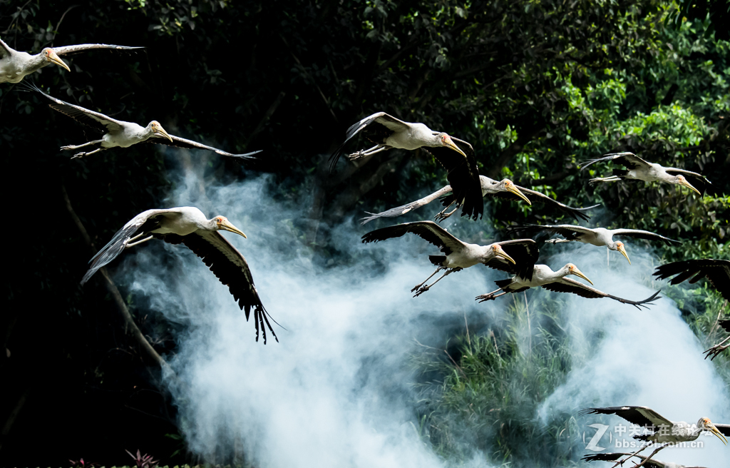百鸟园观看百鸟飞歌