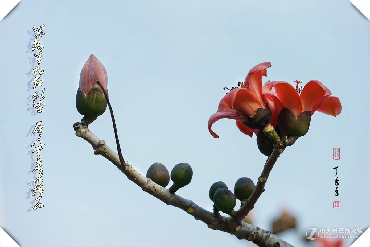 紅棉