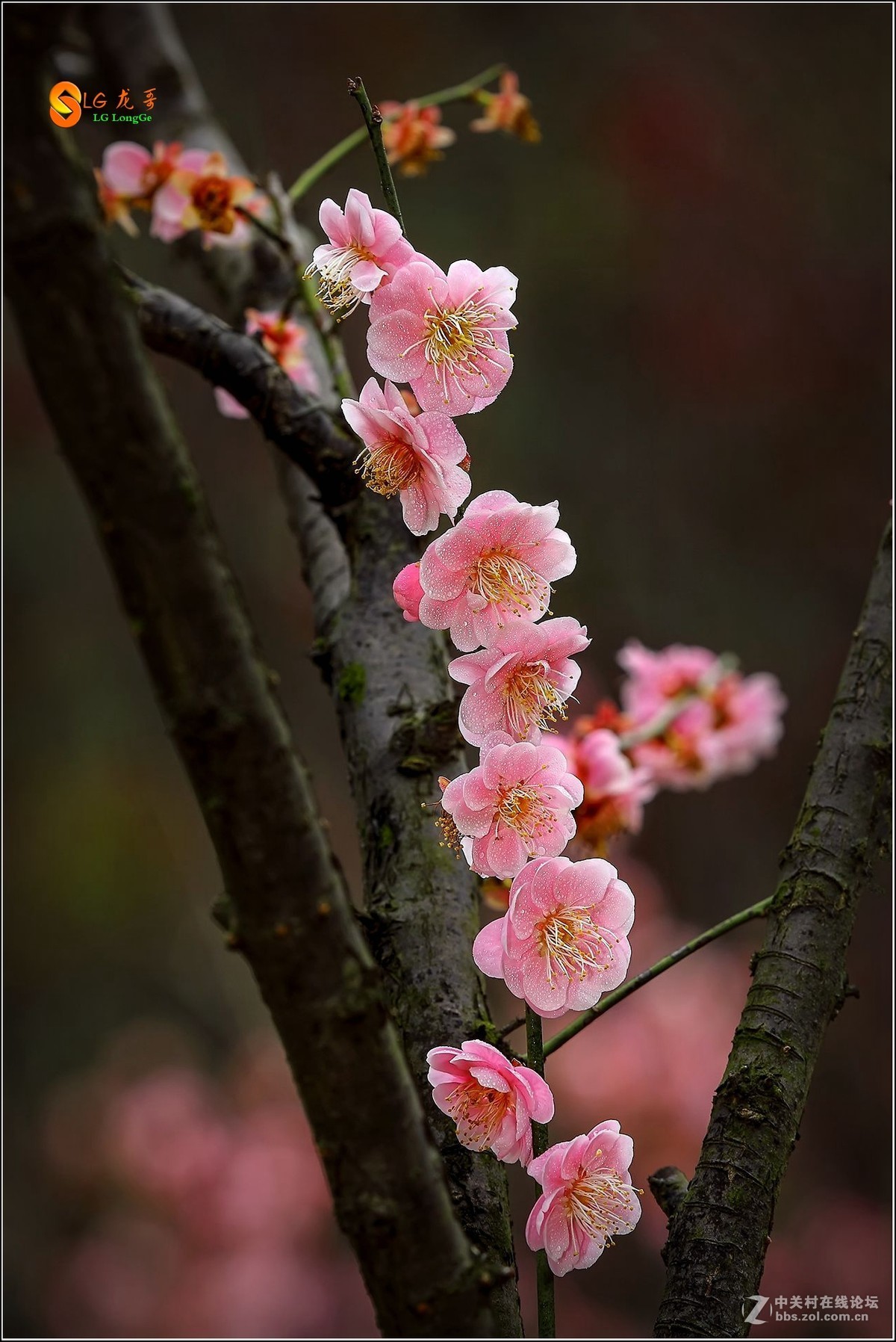 #版主坐堂#《佳能5D Mark III星空(中国)》2017年1季度优秀作品选