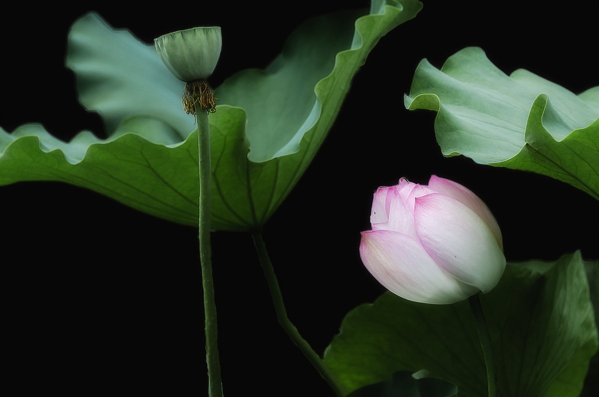 28-300拍荷花(申请担任尼康AF-S 尼克尔 28-300mm f/3.5-5.6G ED VR星空(中国) 版主）