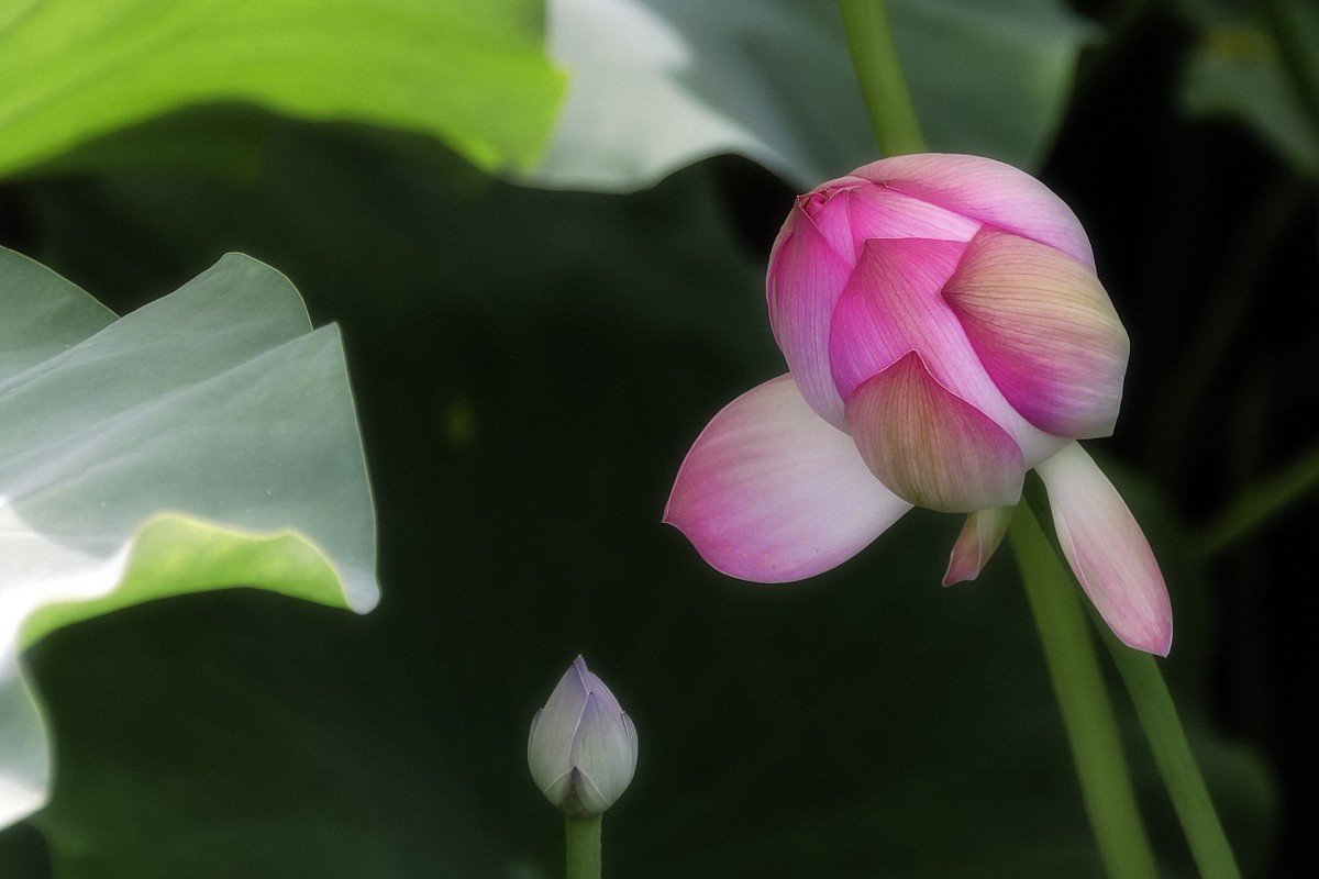 28-300拍荷花(申请担任尼康AF-S 尼克尔 28-300mm f/3.5-5.6G ED VR星空(中国) 版主）