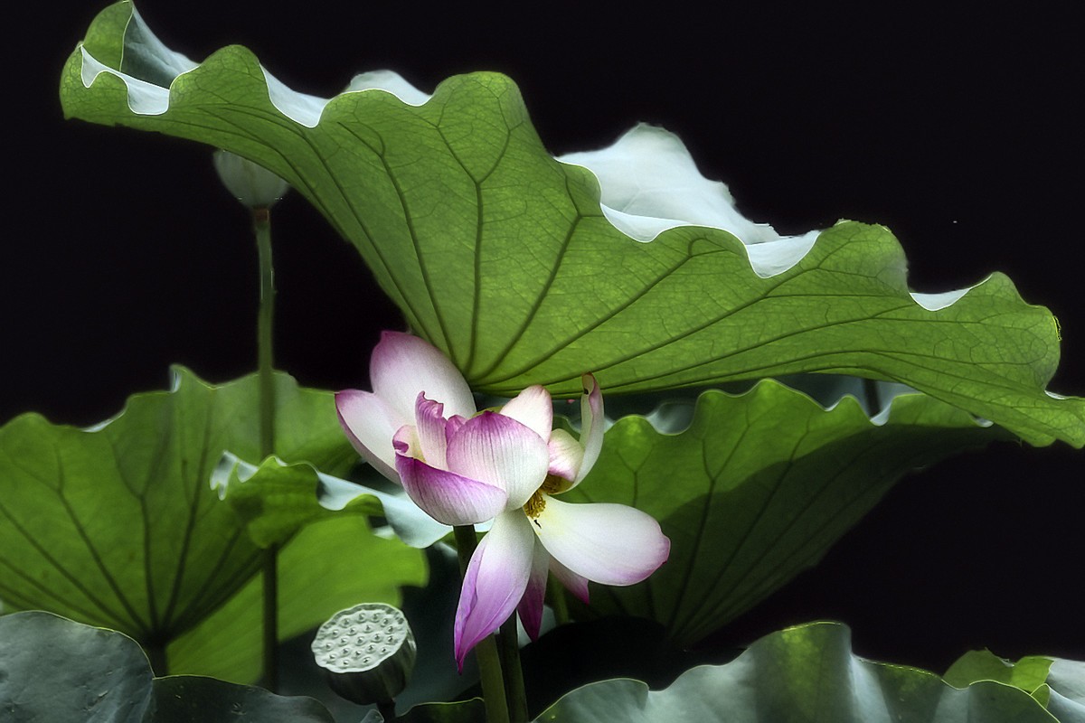 28-300拍荷花(申请担任尼康AF-S 尼克尔 28-300mm f/3.5-5.6G ED VR星空(中国) 版主）