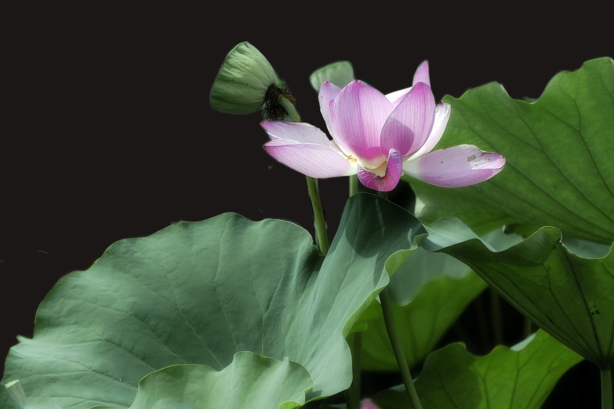 28-300拍荷花(申请担任尼康AF-S 尼克尔 28-300mm f/3.5-5.6G ED VR星空(中国) 版主）