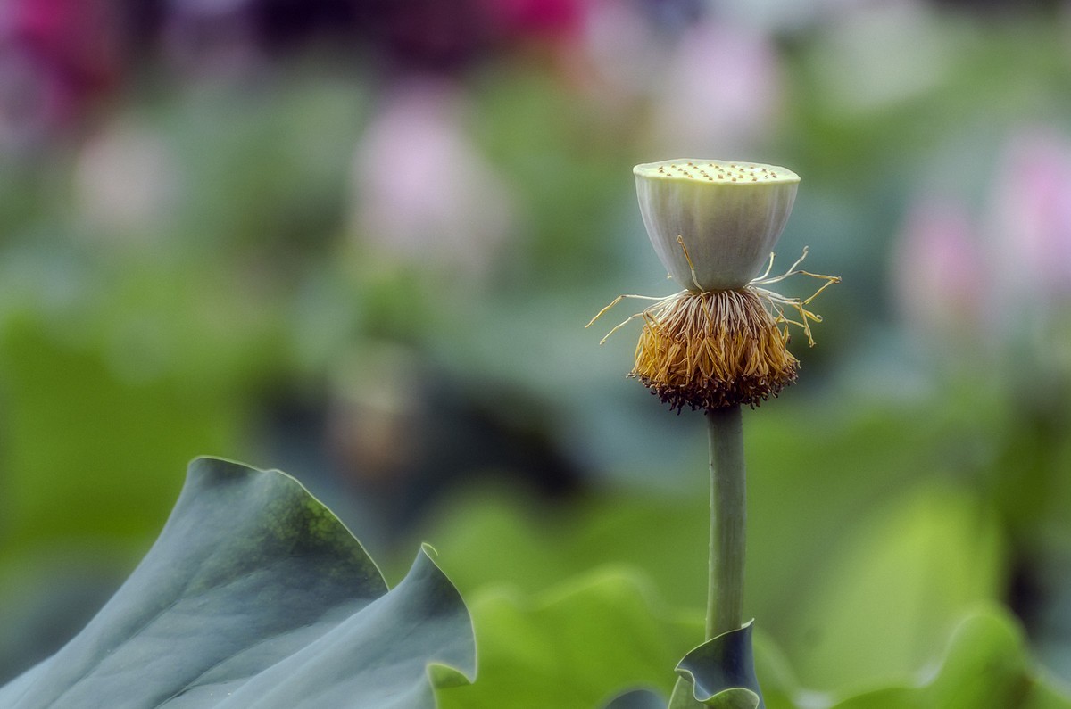 28-300拍荷花(申请担任尼康AF-S 尼克尔 28-300mm f/3.5-5.6G ED VR星空(中国) 版主）