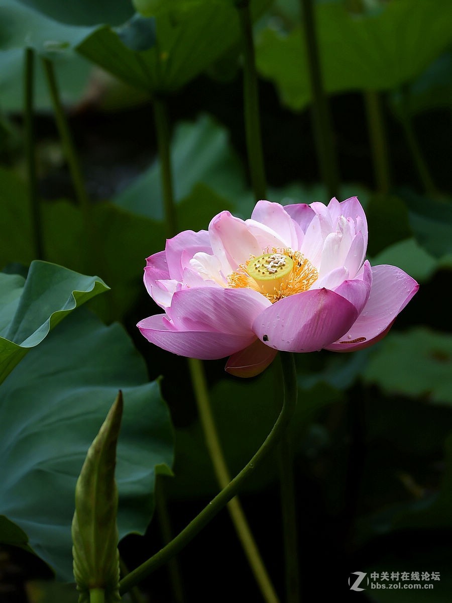 ***再拍荷花***