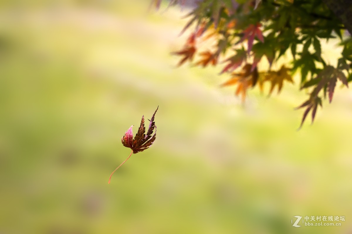 #佳能月赛-一叶知秋#秋天寄来的明信片