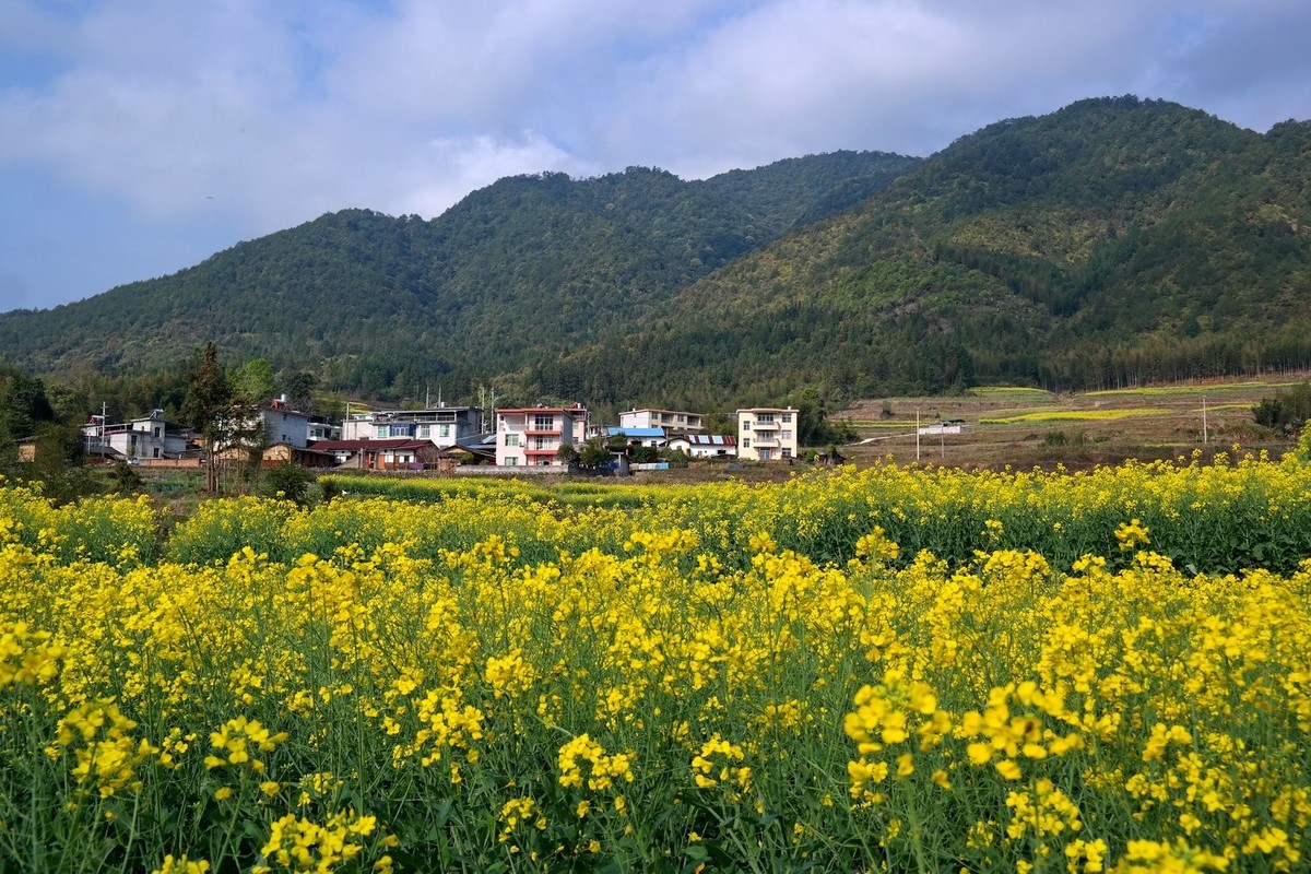 又到油菜花开时