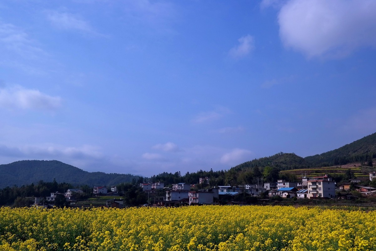 又到油菜花开时